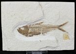 Diplomystus Fossil Fish - Wyoming #22330-1